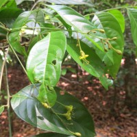 Harpullia arborea (Blanco) Radlk.